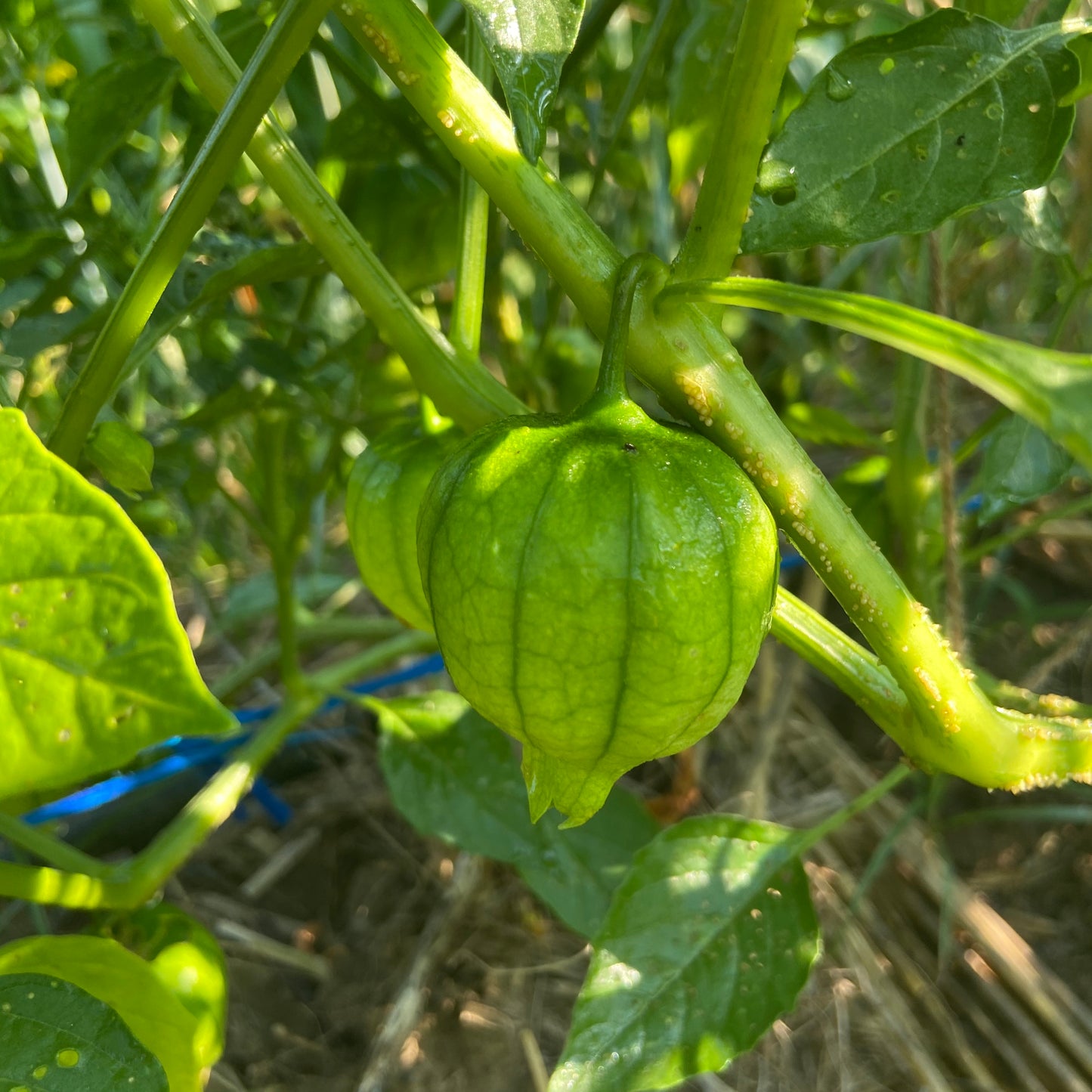 Tomatillo