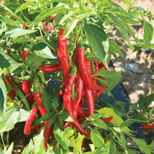 Cayenne Hot Pepper