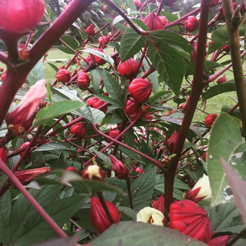 Roselle Hibiscus