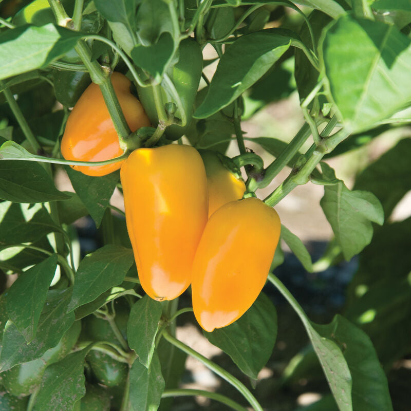 Lunch Box Yellow Pepper