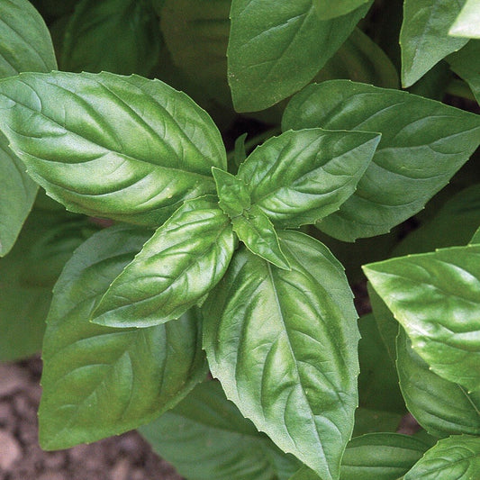 Genovese Basil