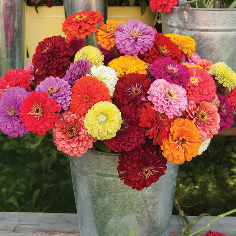 Benary’s Giant Mix Zinnia