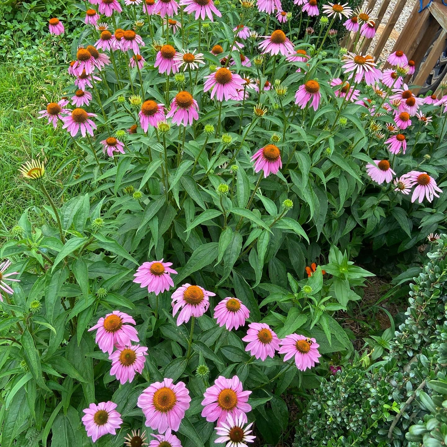 Echinacea