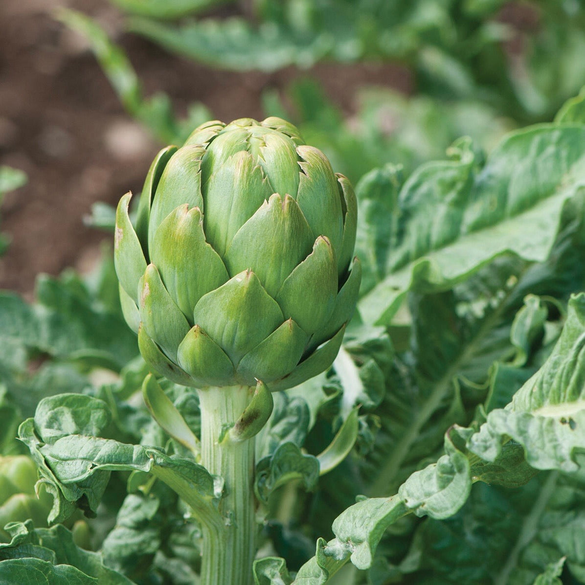 Artichoke