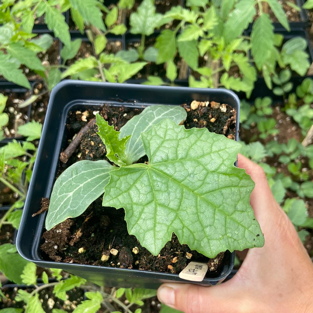 Luffa Gourd