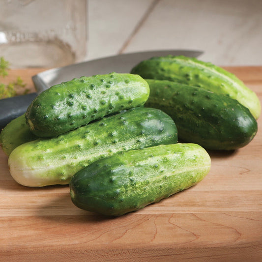 Little Leaf Cucumber