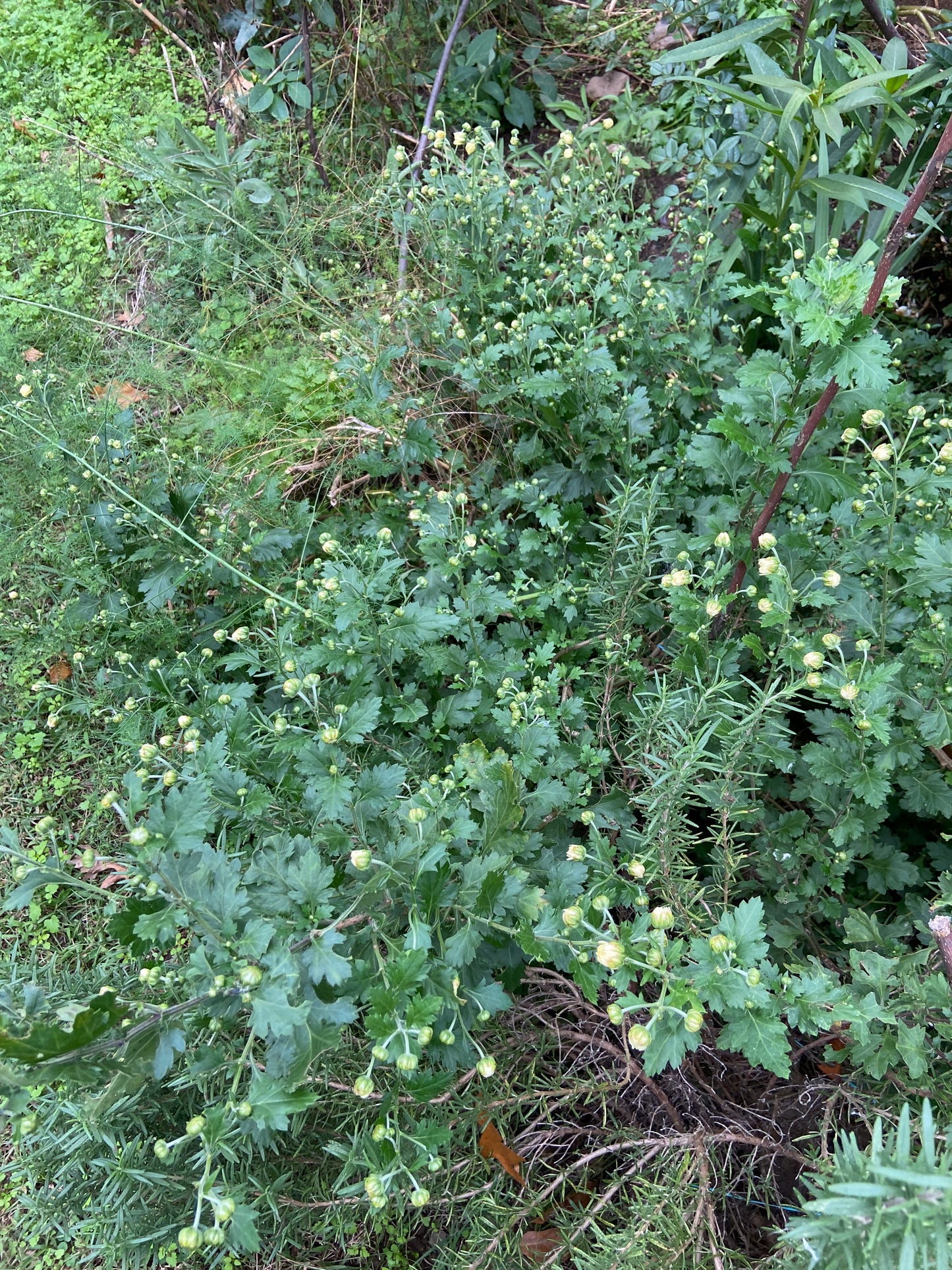 Medicinal Chrysanthemum